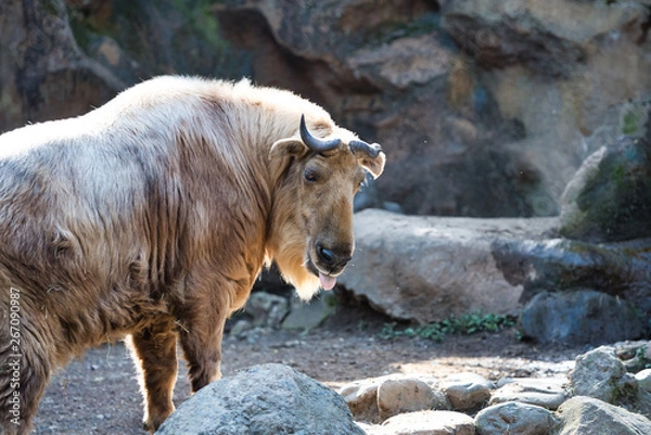 Obraz ゴールデンターキン