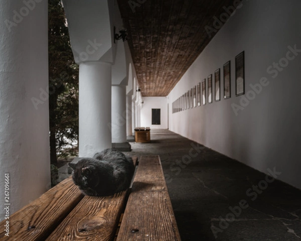 Fototapeta sleepy cat 