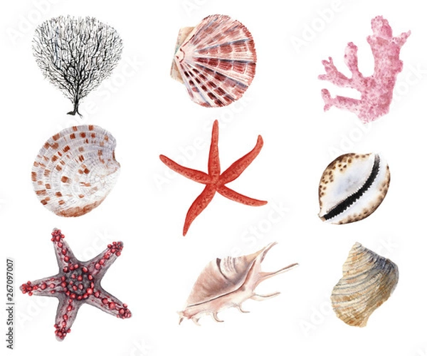 Fototapeta hand drawn beautiful colorful watercolor set of seashells, starfish and clams isolated on white background