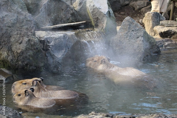 Obraz カピバラの温泉