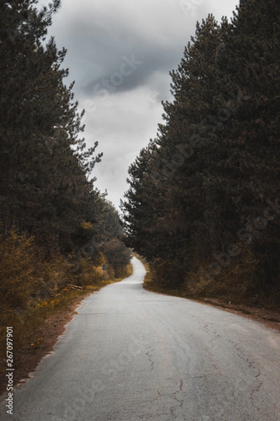 Fototapeta Empty road in the forest.