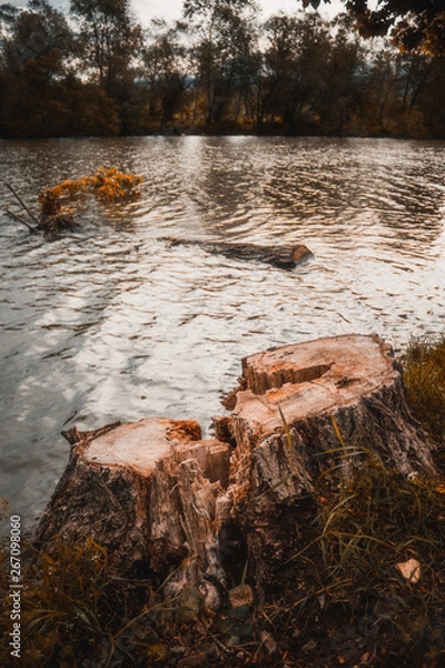 Fototapeta Fallen tree.