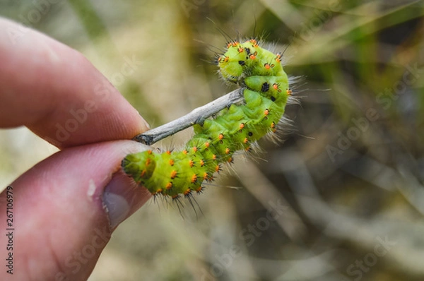Fototapeta Gąsienica