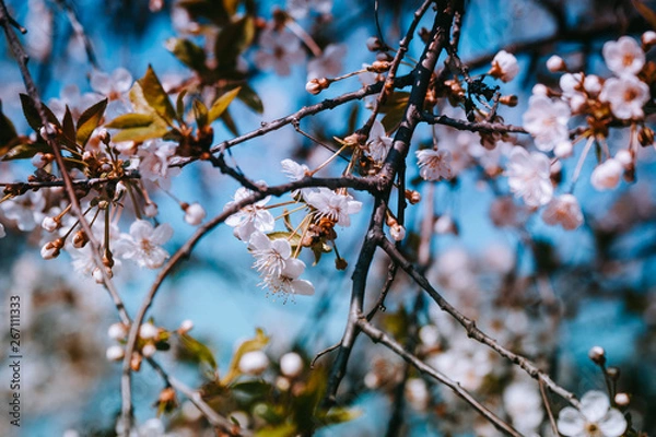 Obraz spring white flowers