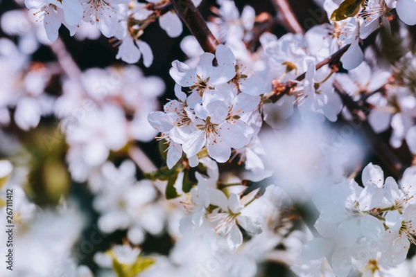 Obraz spring white flowers
