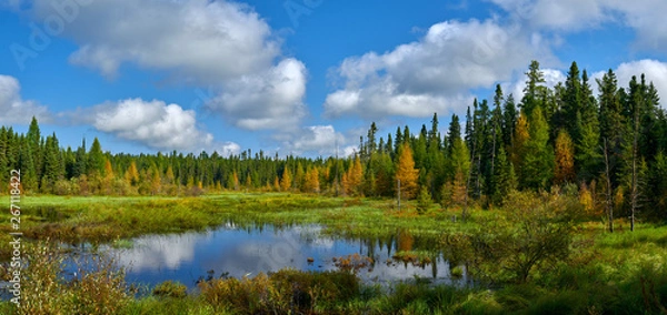 Obraz gatunek staw drogowy, minnesota