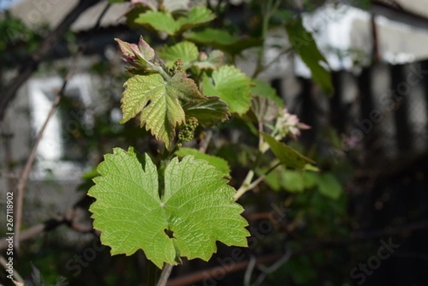 Fototapeta  grapes leaves