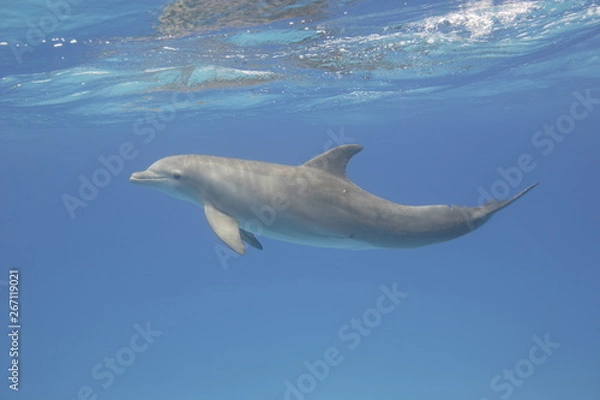 Obraz Bottle-nosed dolphin underwater