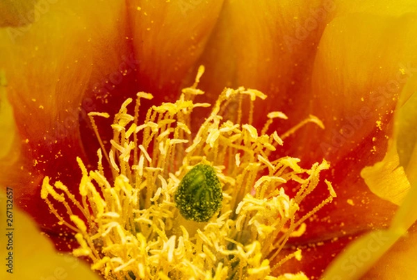Fototapeta Prickly Pear Flower