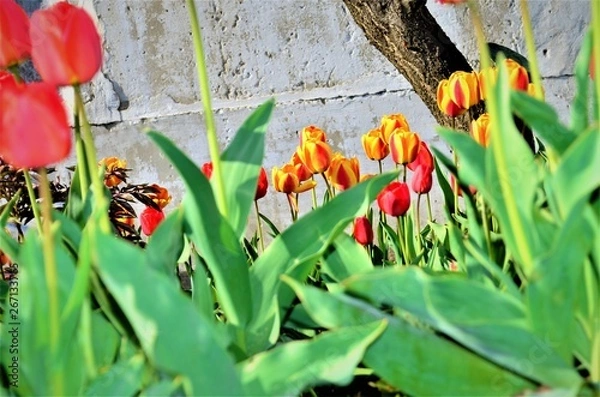 Obraz tulips in palisade