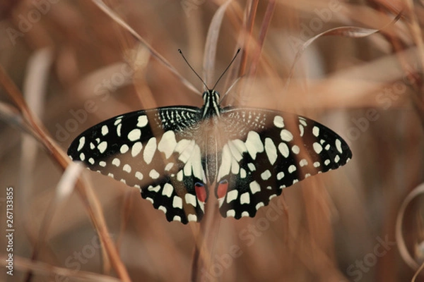 Fototapeta butterfly in the field