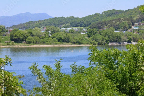 Fototapeta 강가에 아가시아