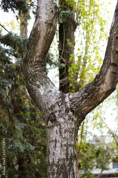 Fototapeta spring forest trees covered with spring green foliage