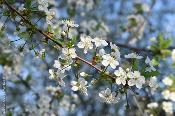 Fototapeta цветение
