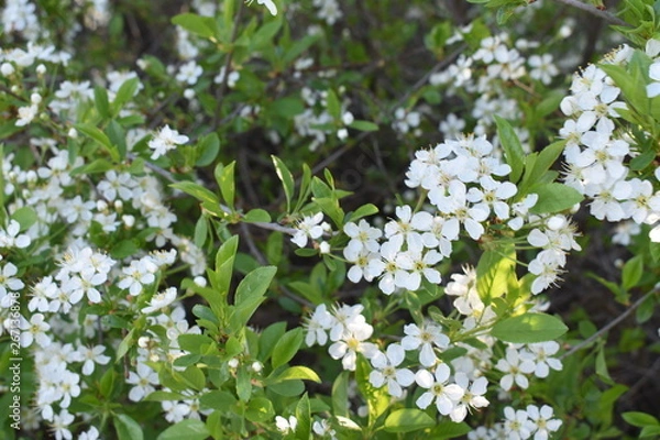 Fototapeta цветы