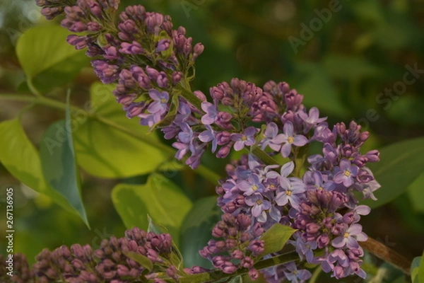 Fototapeta сирень