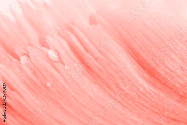 Fototapeta Coral colored floral background. Seamless floral texture with color gradient and copyspace. Tulip petals with drops of water