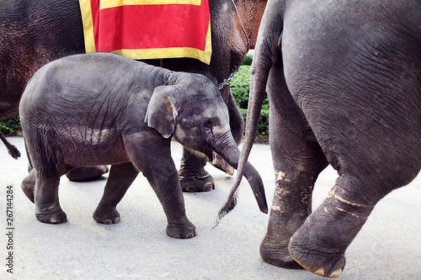 Obraz A beautiful little trained elephant goes with his mother to a circus show with sad eyes. South zoo. 