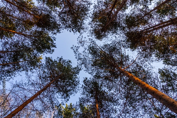 Obraz trees to the sky