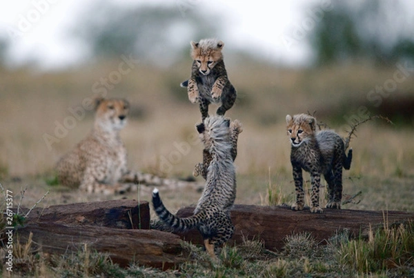 Obraz Skok przez plecy