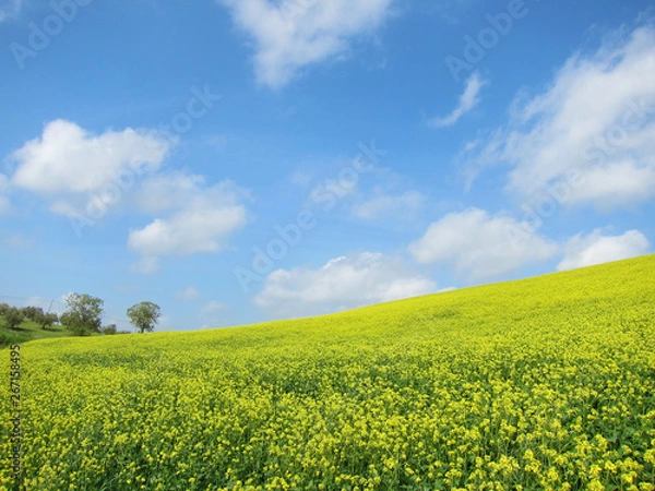 Obraz 菜の花畑と青空と雲