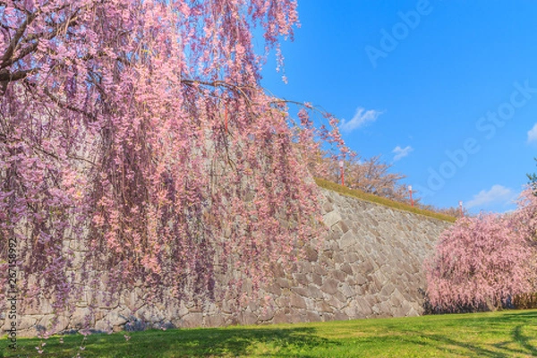 Obraz 春の盛岡城の風景