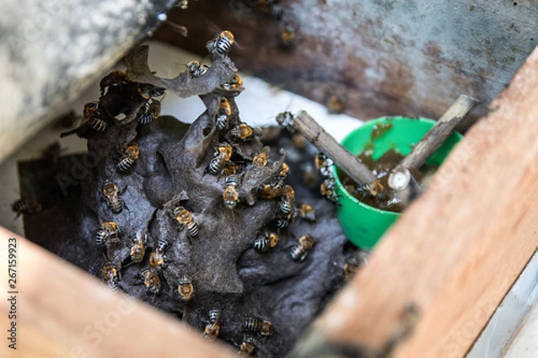 Obraz Brazilian Api been inseparable