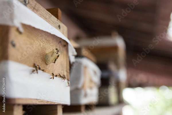 Obraz Brazilian Api been inseparable