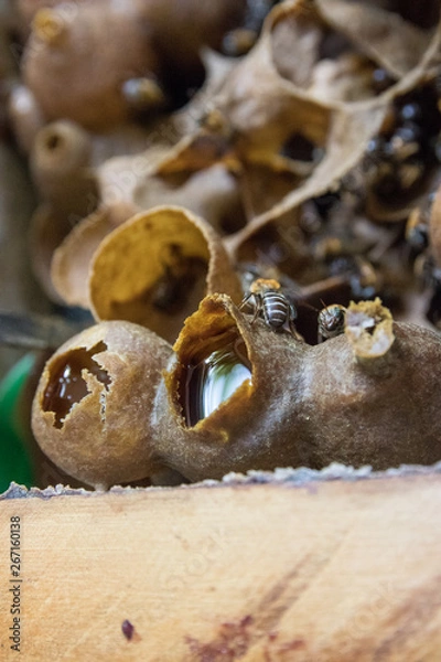 Obraz Brazilian Api been inseparable