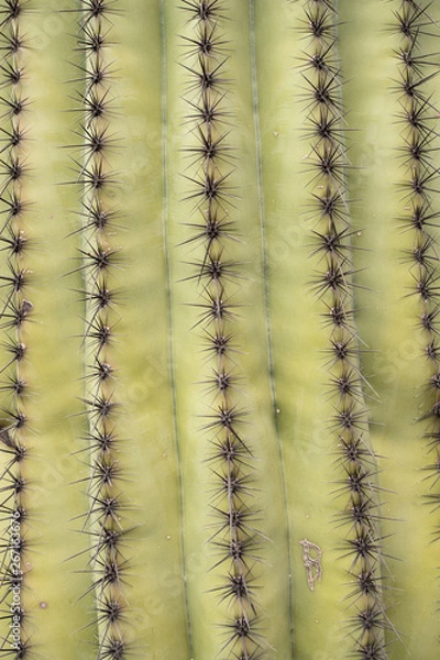 Fototapeta cactus texture