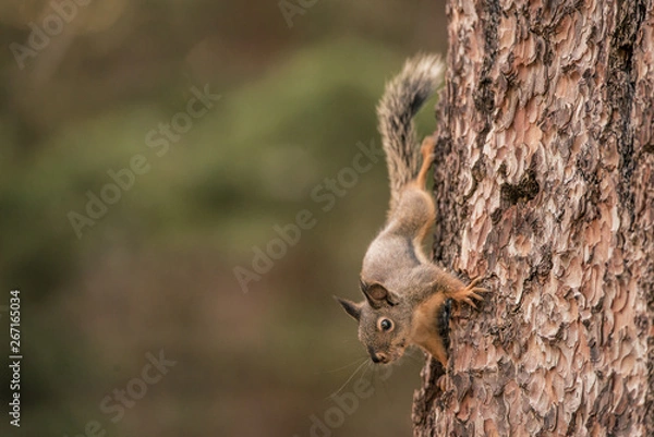 Fototapeta Douglas Squirrel on a pine tree