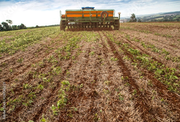 Obraz Plantio de trigo direto