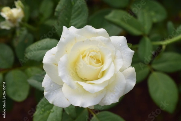 Fototapeta White for peace