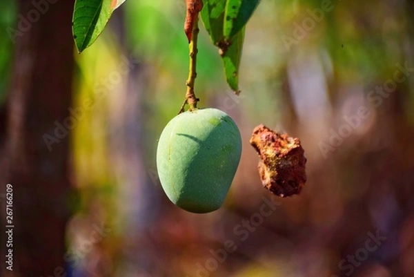 Fototapeta This is time for a mango