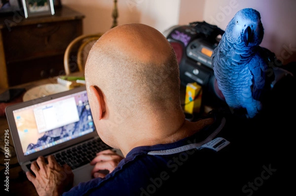 Fototapeta A curious exotic blue parrot is standing on the shoulder f a bald man typing on the keyboard of a computer