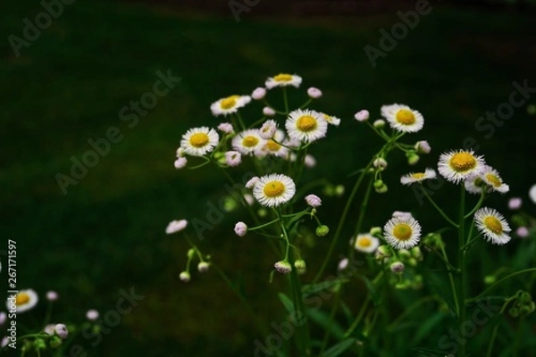 Obraz Wild daisy flowers, selective focus
