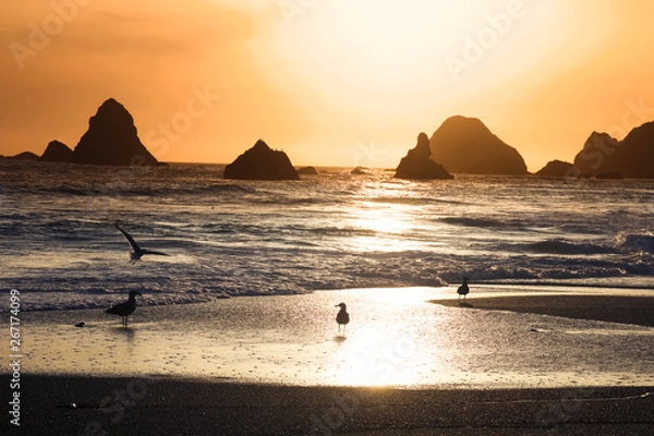 Obraz Magnificent sunset. Goat Rock Beach is located between Goat Rock Point and the Russian River along the Sonoma County shore near the town of Jenner. The Russian River, with its mouth at the north end 