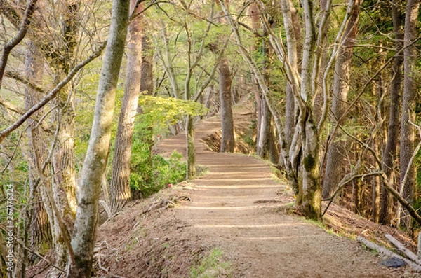 Fototapeta 丹沢山尾根