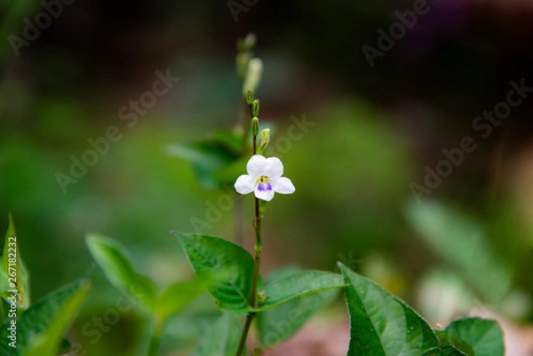 Obraz Chinese violet or Coromandel or Ganges primrose or Ganges River asystacia or Philippine violet or Creeping foxglove or Baya,use for herb or medical