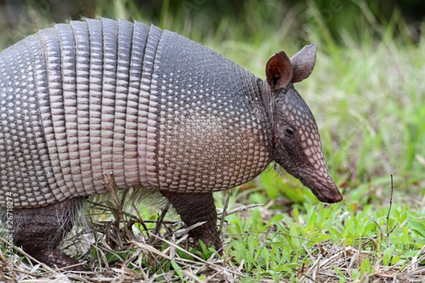Fototapeta Armadillo