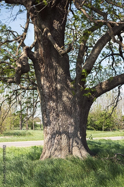 Fototapeta Old Ash Tree With Beautiful Canopy In The Nature