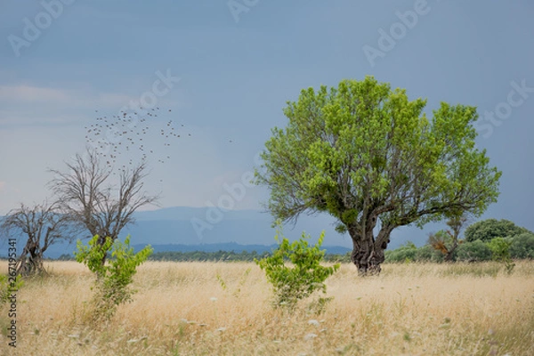 Obraz Valensole Desert 3- Tree- alone - grass - france – Magic
