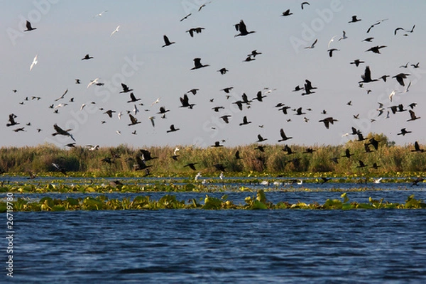 Obraz Danube Delta (Romania)