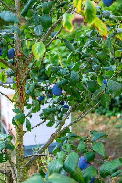 Obraz ein kleiner Baum mit reifen Pflaumen