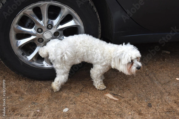 Obraz Dog peeing on wheel.