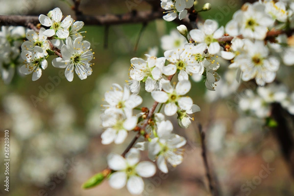 Fototapeta Spring flowers blooming in the garden with the other flowers bokeh background