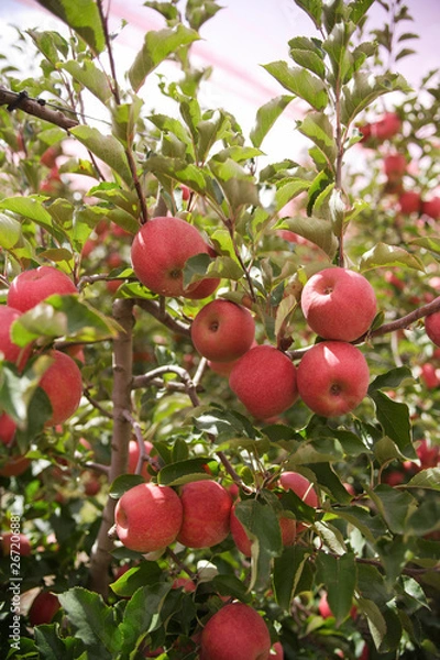 Obraz apple orchards 