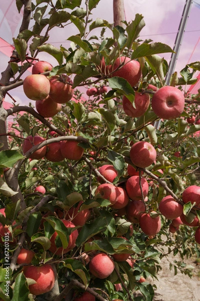 Obraz apple orchards 