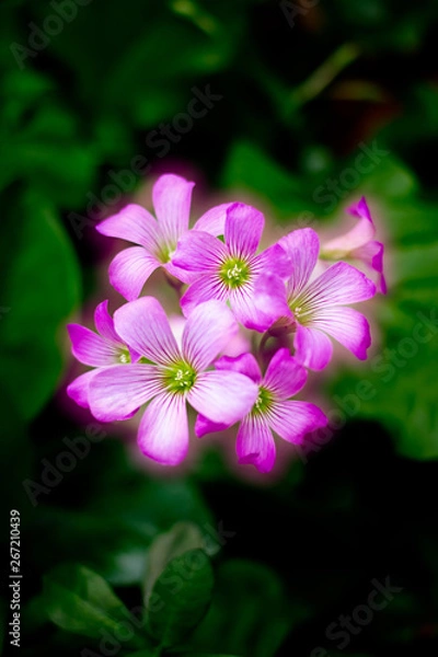 Obraz shining pink flower