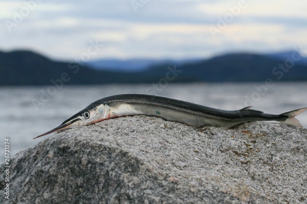 Obraz Hornhecht in Norwegen